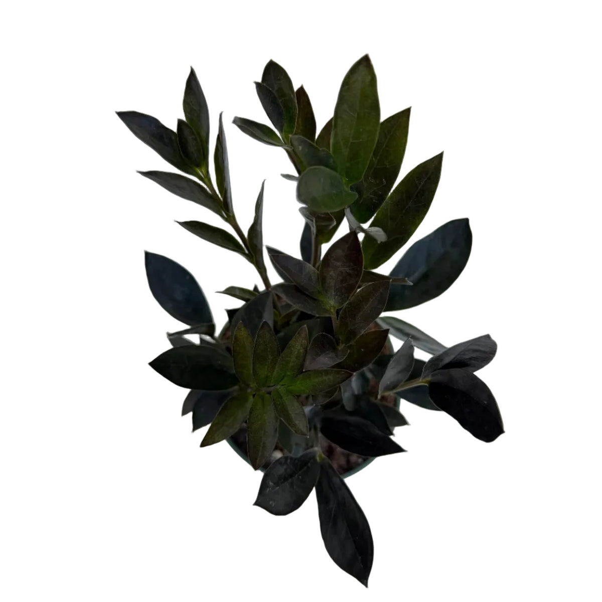 Zamioculcas zamiifolia 'Zamicro' (Black)