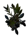 Zamioculcas zamiifolia 'Zamicro' (Black)