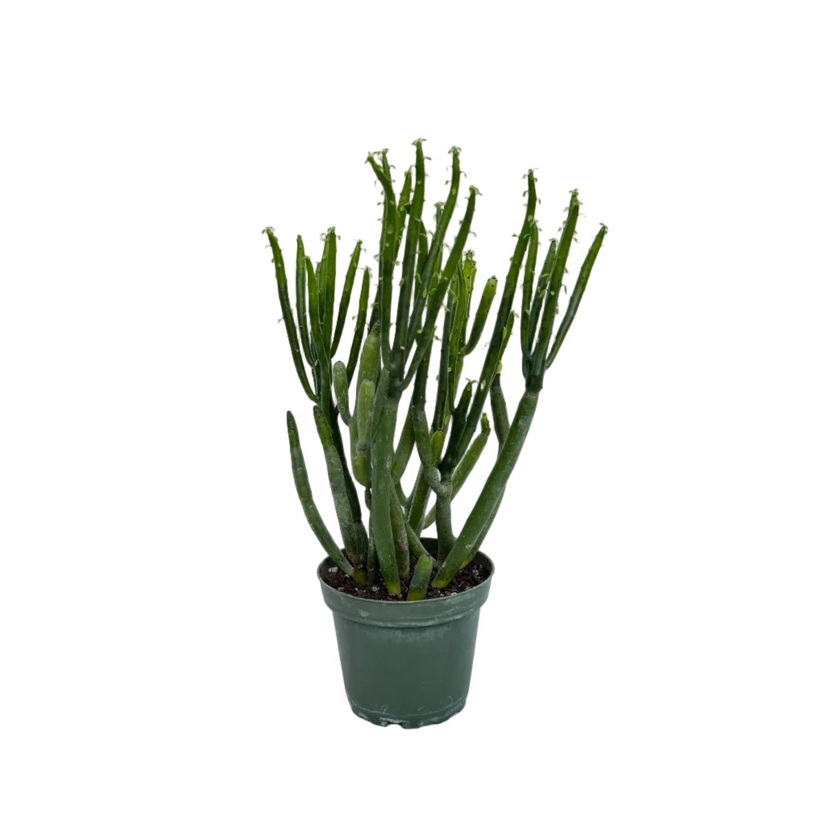 Euphorbia leucodendron