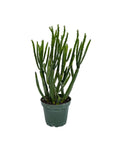 Euphorbia leucodendron
