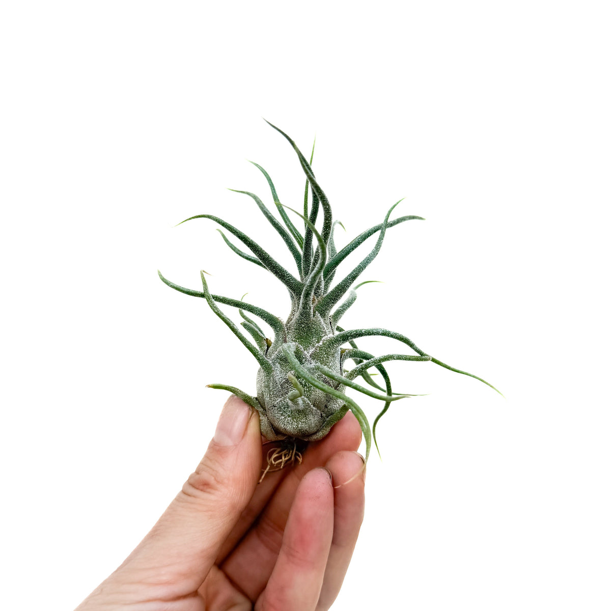 Tillandsia pruinosa