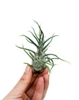 Tillandsia pruinosa