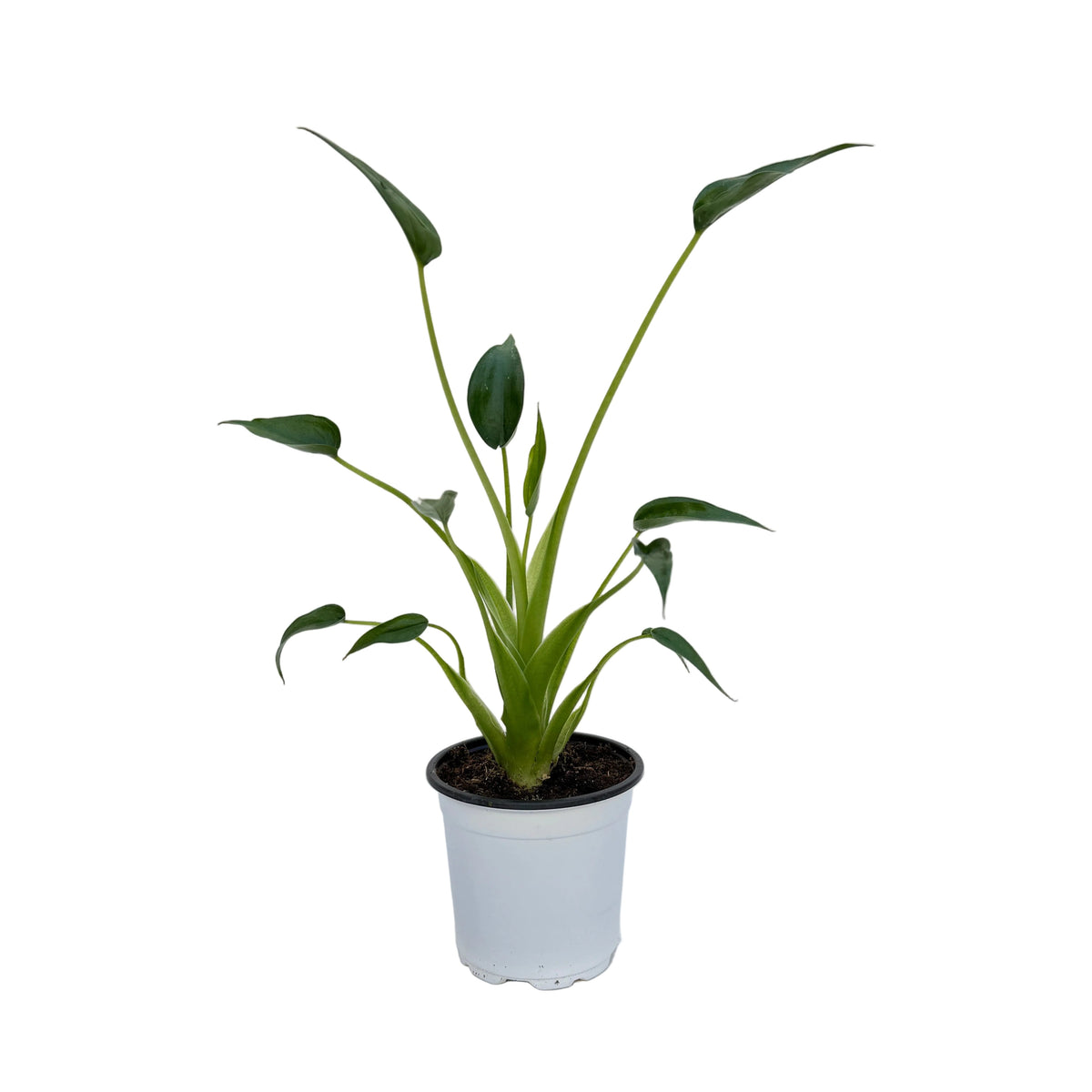 Alocasia 'Tiny Dancer'