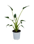 Alocasia 'Tiny Dancer'