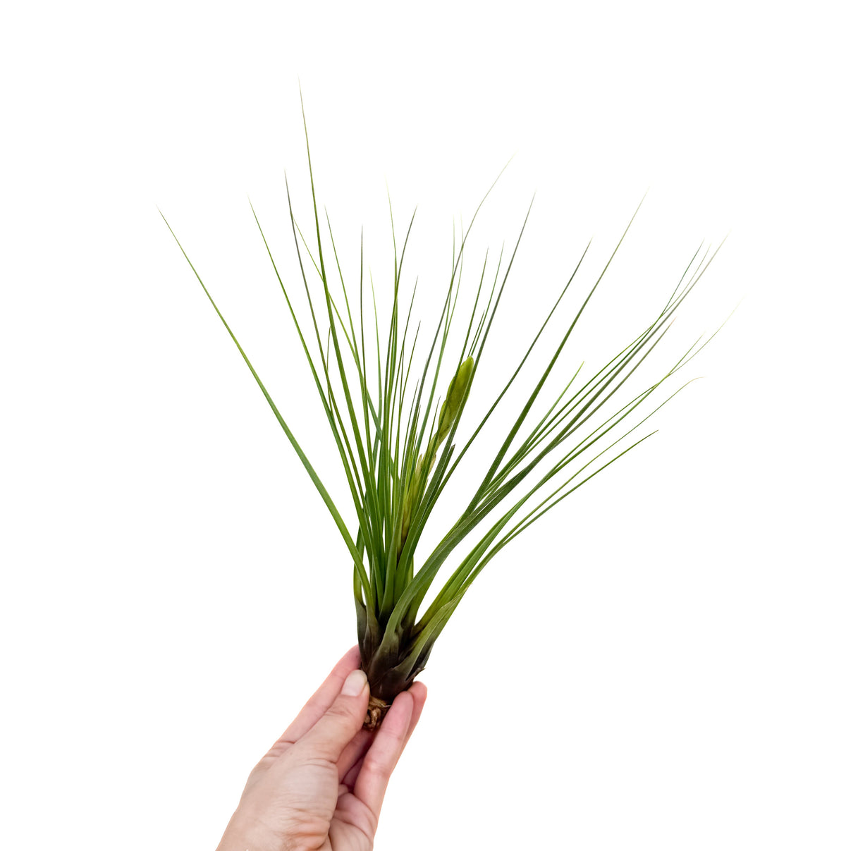 Tillandsia tricolor var. melanocrater