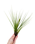 Tillandsia tricolor var. melanocrater