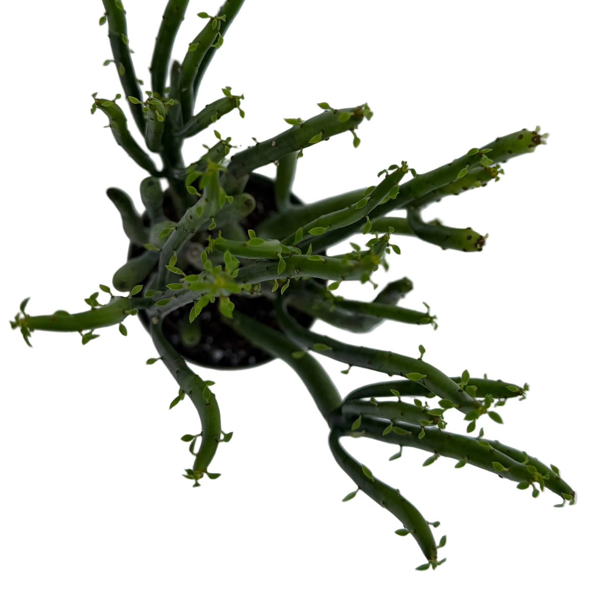 Euphorbia leucodendron