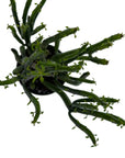 Euphorbia leucodendron