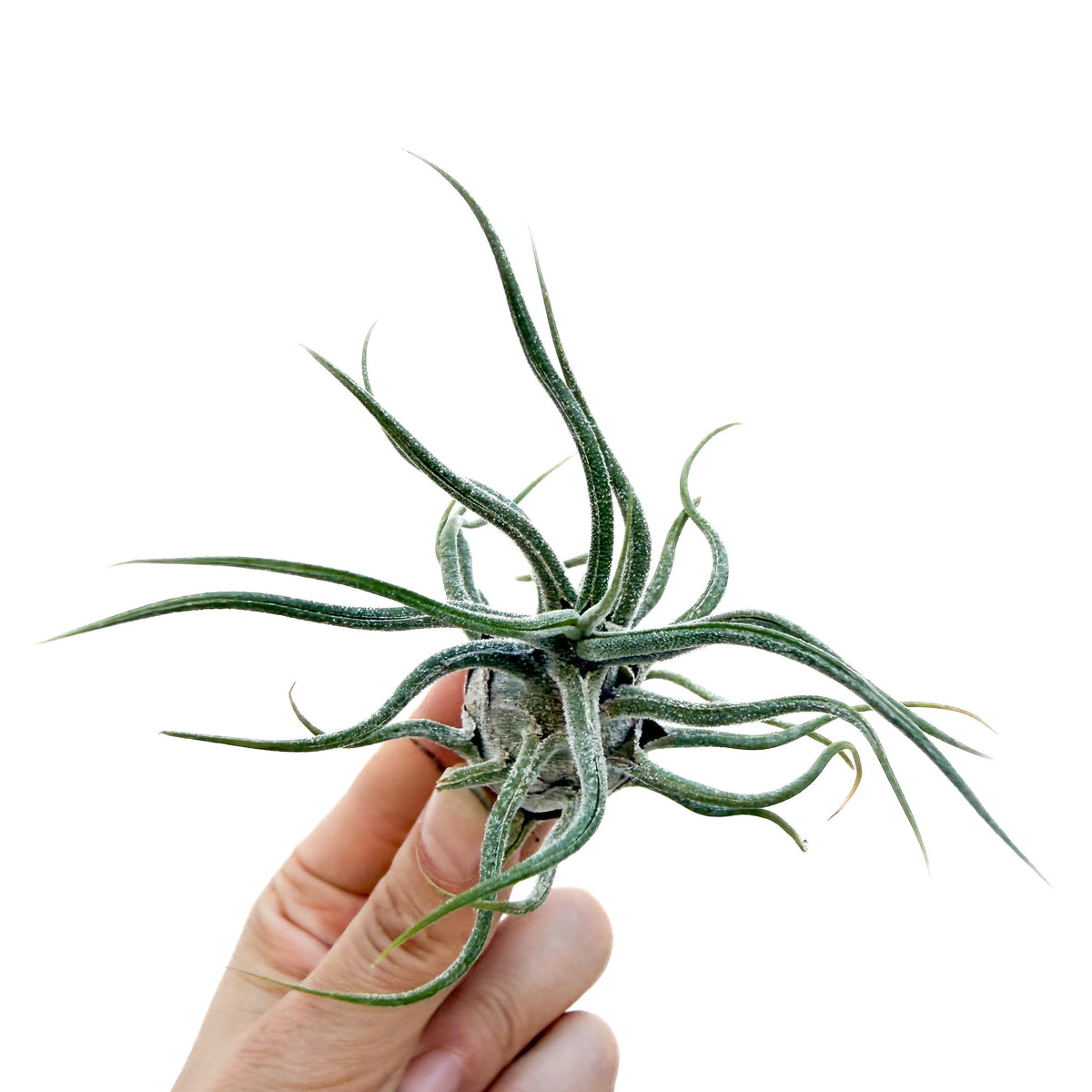 Tillandsia pruinosa