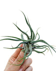 Tillandsia pruinosa
