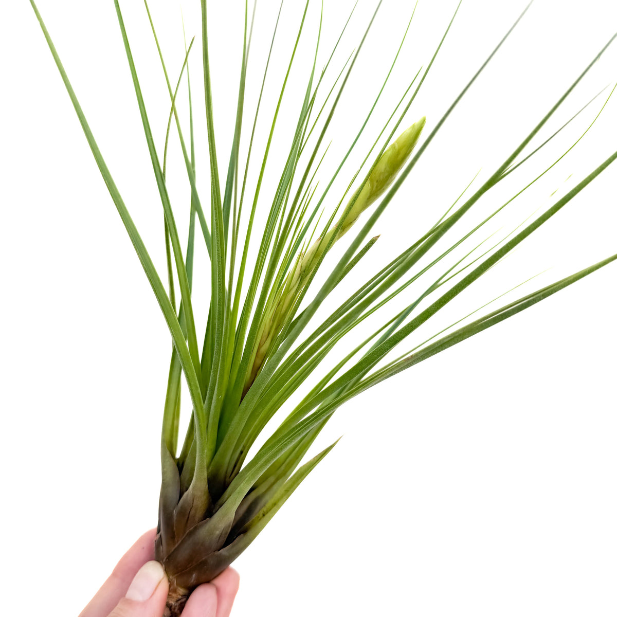 Tillandsia tricolor var. melanocrater