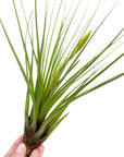 Tillandsia tricolor var. melanocrater
