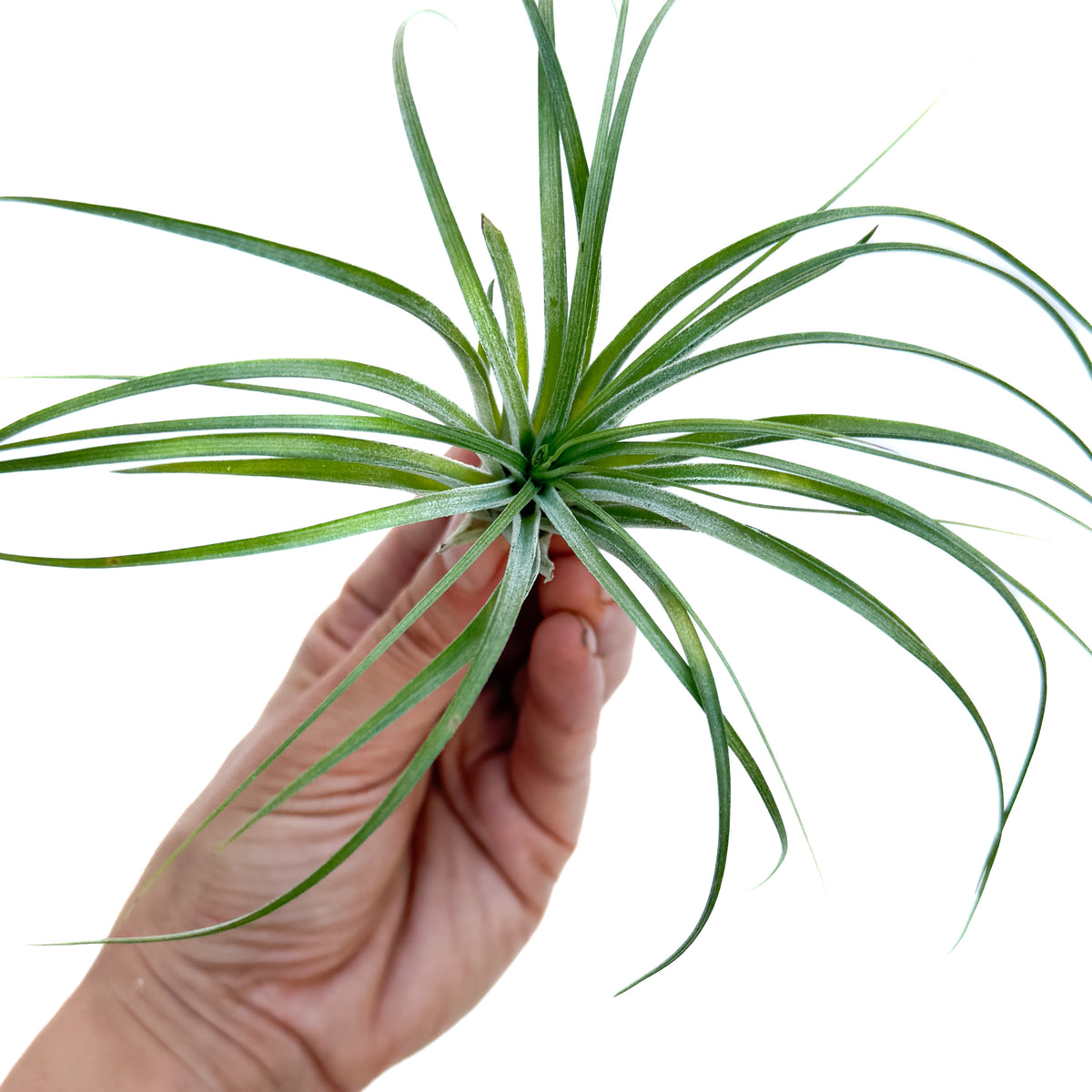 Tillandsia stricta