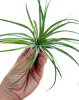 Tillandsia stricta