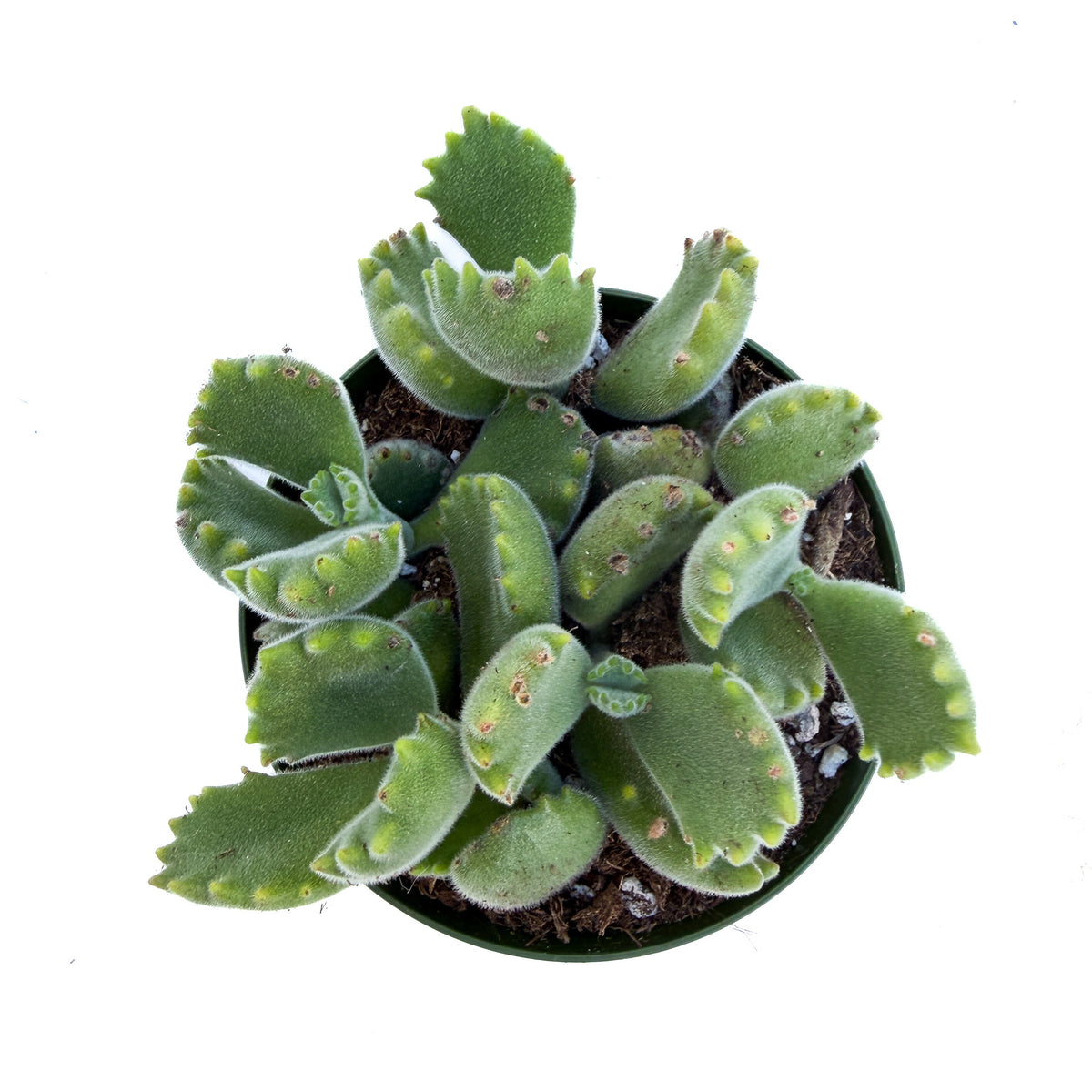 Cotyledon tomentosa (Bear Paw)