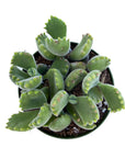 Cotyledon tomentosa (Bear Paw)