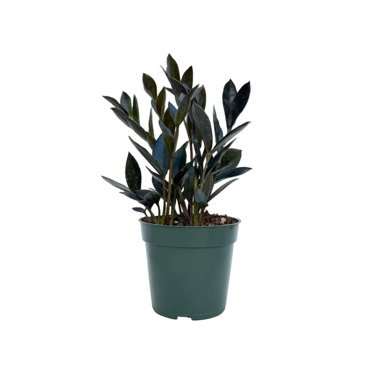 Zamioculcas zamiifolia 'Zamicro' (Black)