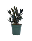 Zamioculcas zamiifolia 'Zamicro' (Black)