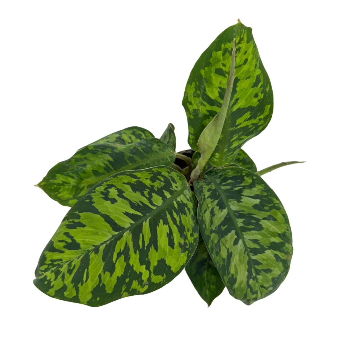 Homalomena wallisii 'Camouflage'
