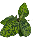 Homalomena wallisii 'Camouflage'