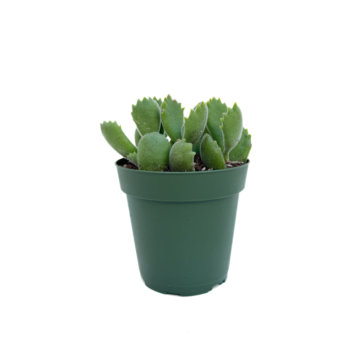 Cotyledon tomentosa (Bear Paw)