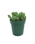 Cotyledon tomentosa (Bear Paw)