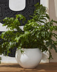 Mayu Pot