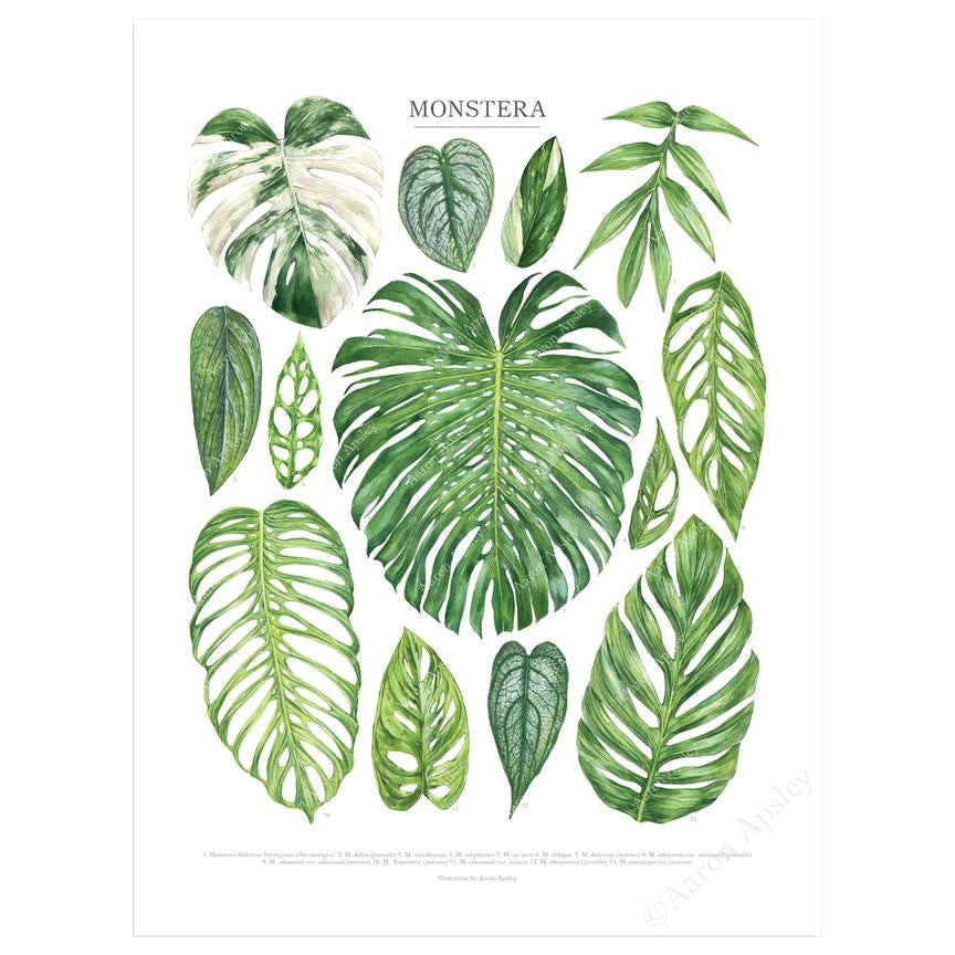 Monstera Species Print