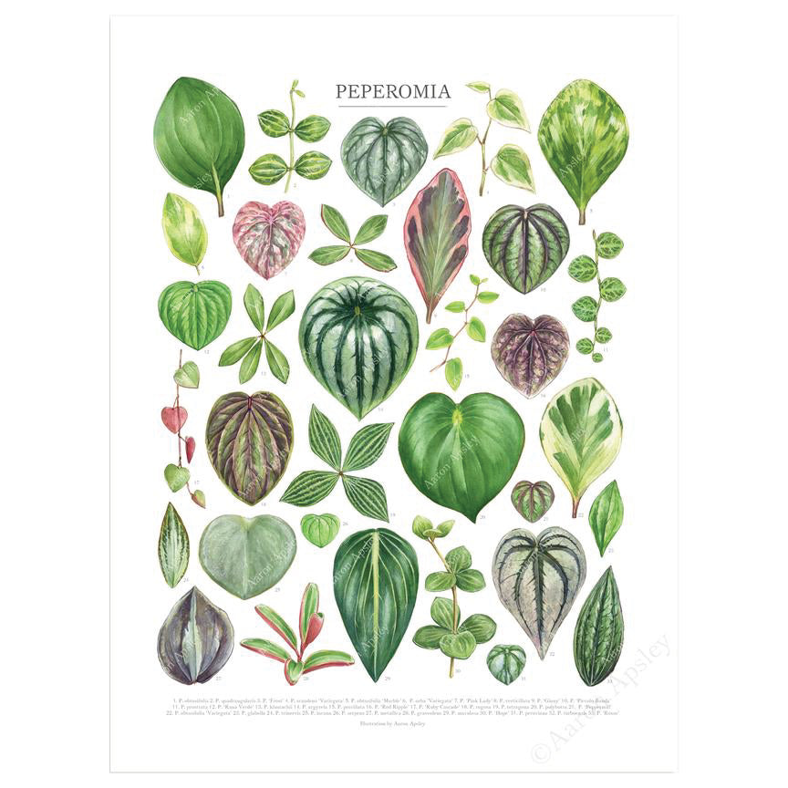 Peperomia Species Print