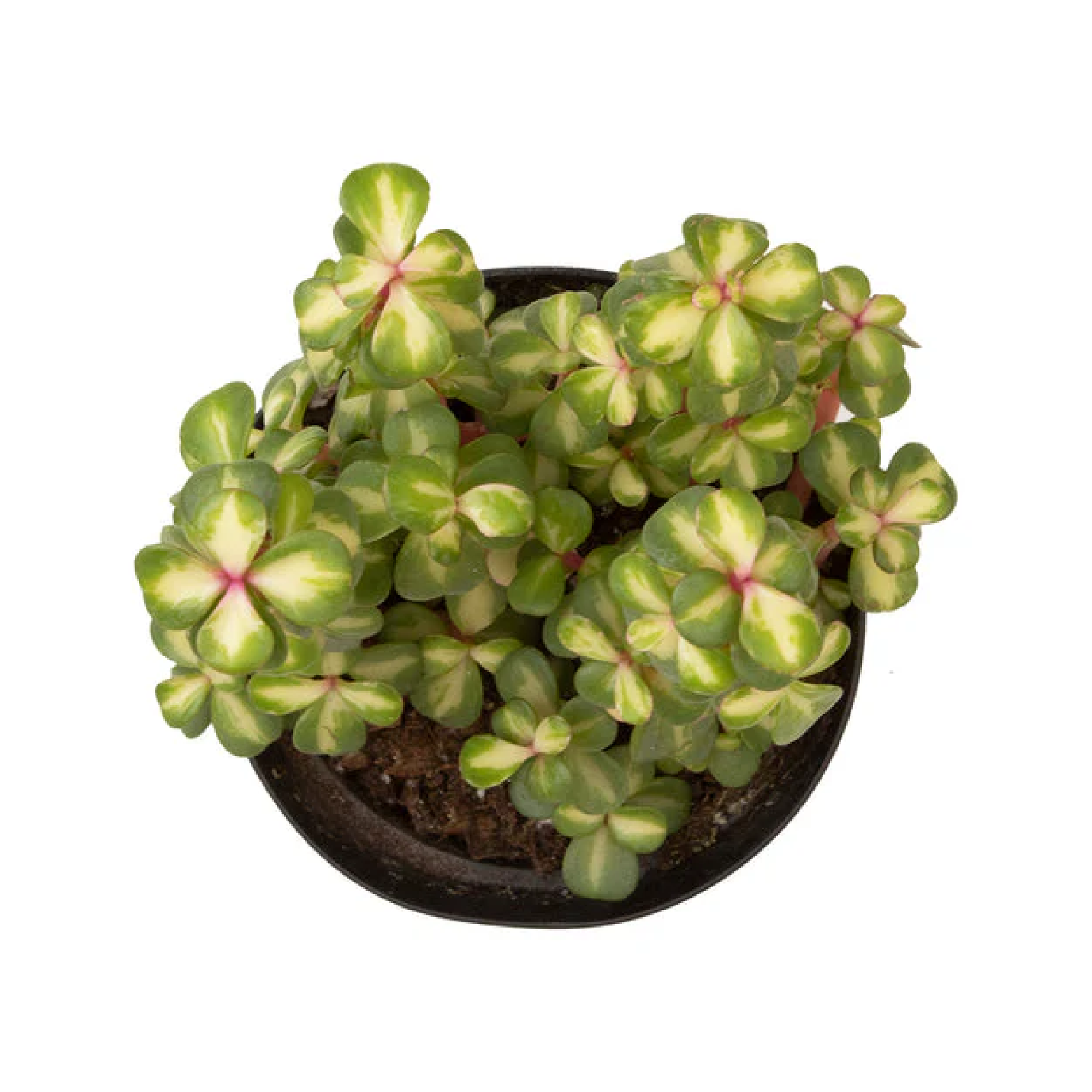 Portulacaria afra 'Medio-picta' (Midstripe Rainbow Bush)