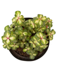 Portulacaria afra 'Medio-picta' (Midstripe Rainbow Bush)