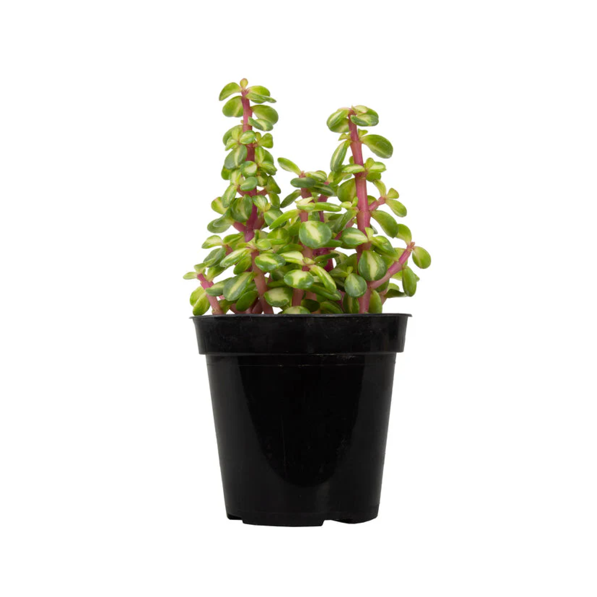 Portulacaria afra 'Medio-picta' (Midstripe Rainbow Bush)
