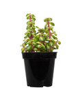 Portulacaria afra 'Medio-picta' (Midstripe Rainbow Bush)