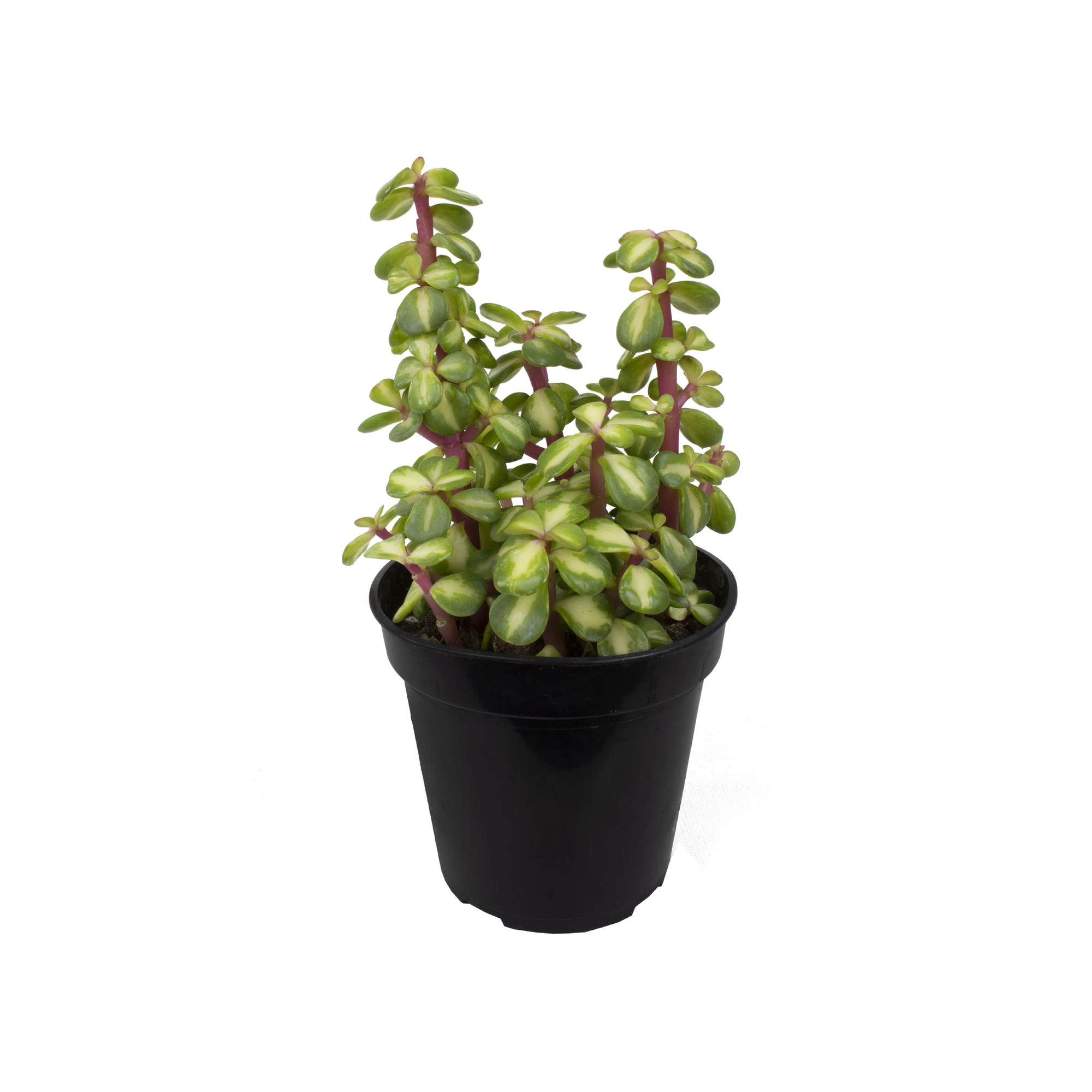 Portulacaria afra 'Medio-picta' (Midstripe Rainbow Bush)