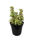 Portulacaria afra 'Medio-picta' (Midstripe Rainbow Bush)