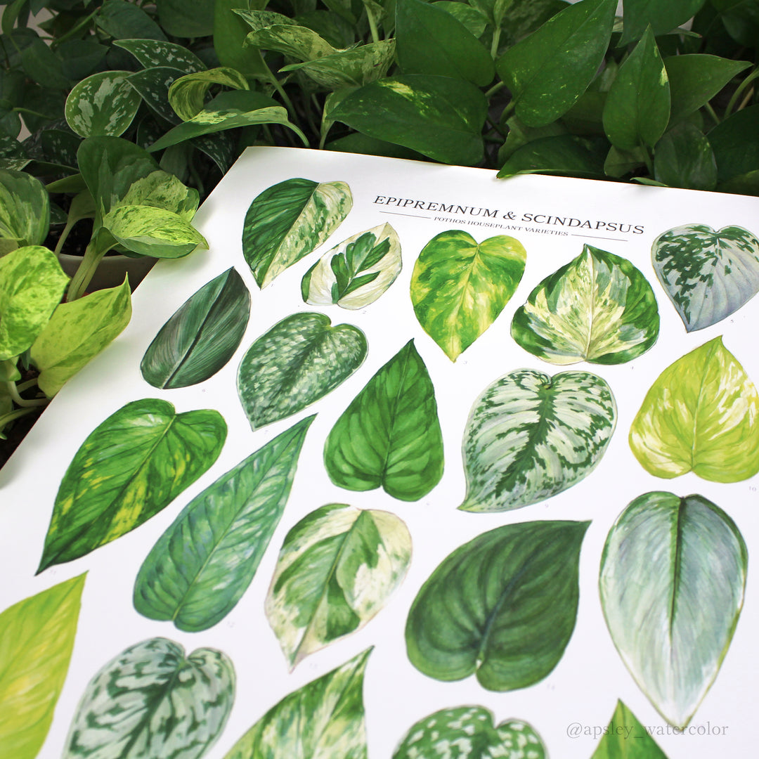 epipremnum pothos philodendron types Epipremnum & Scindapsus Species Print – Diameter Plants