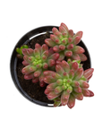 Sedum rubrotinctum 'Aurora'