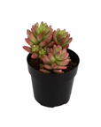 Sedum rubrotinctum 'Aurora'
