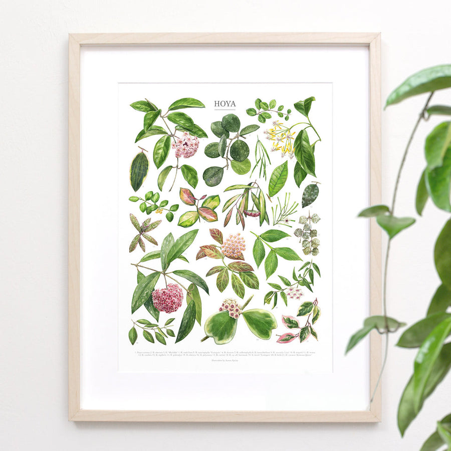 Hoya Species Print