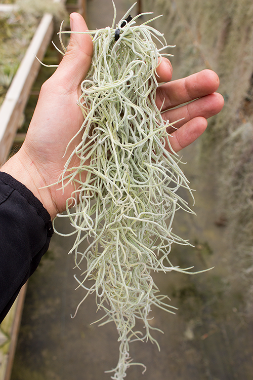 Tillandsia usneoides (Spanish Moss) - Thumbnail 3