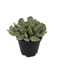 Adromischus cristatus (Crinkle-Leaf Plant)