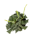 Adromischus cristatus (Crinkle-Leaf Plant)