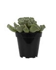 Adromischus cristatus (Crinkle-Leaf Plant)