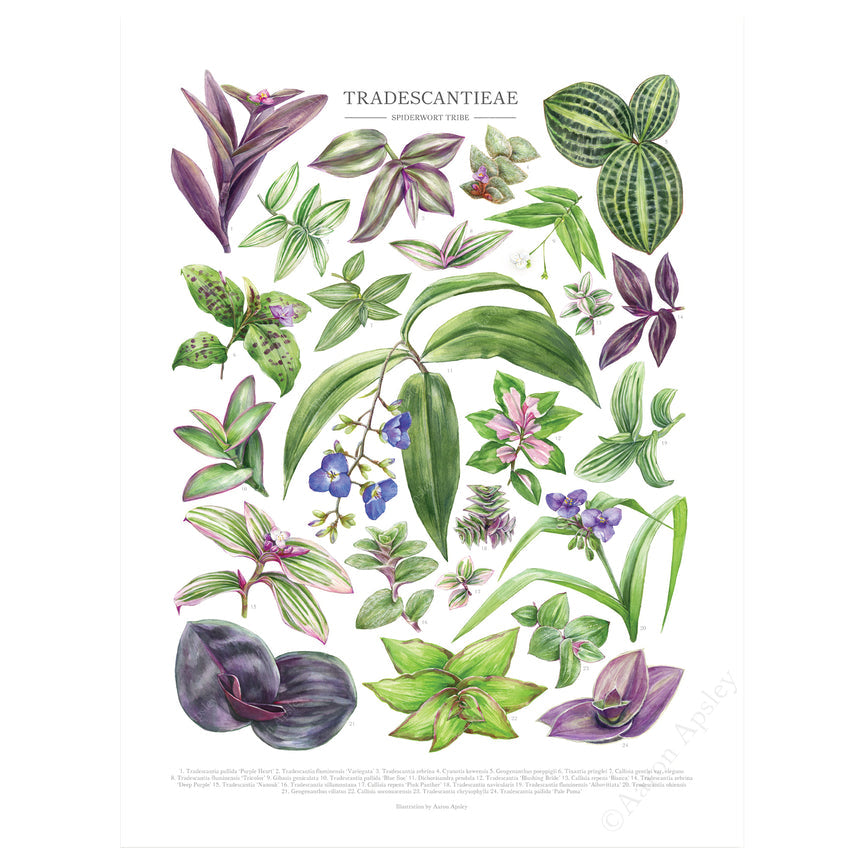 Tradescantieae Species Print