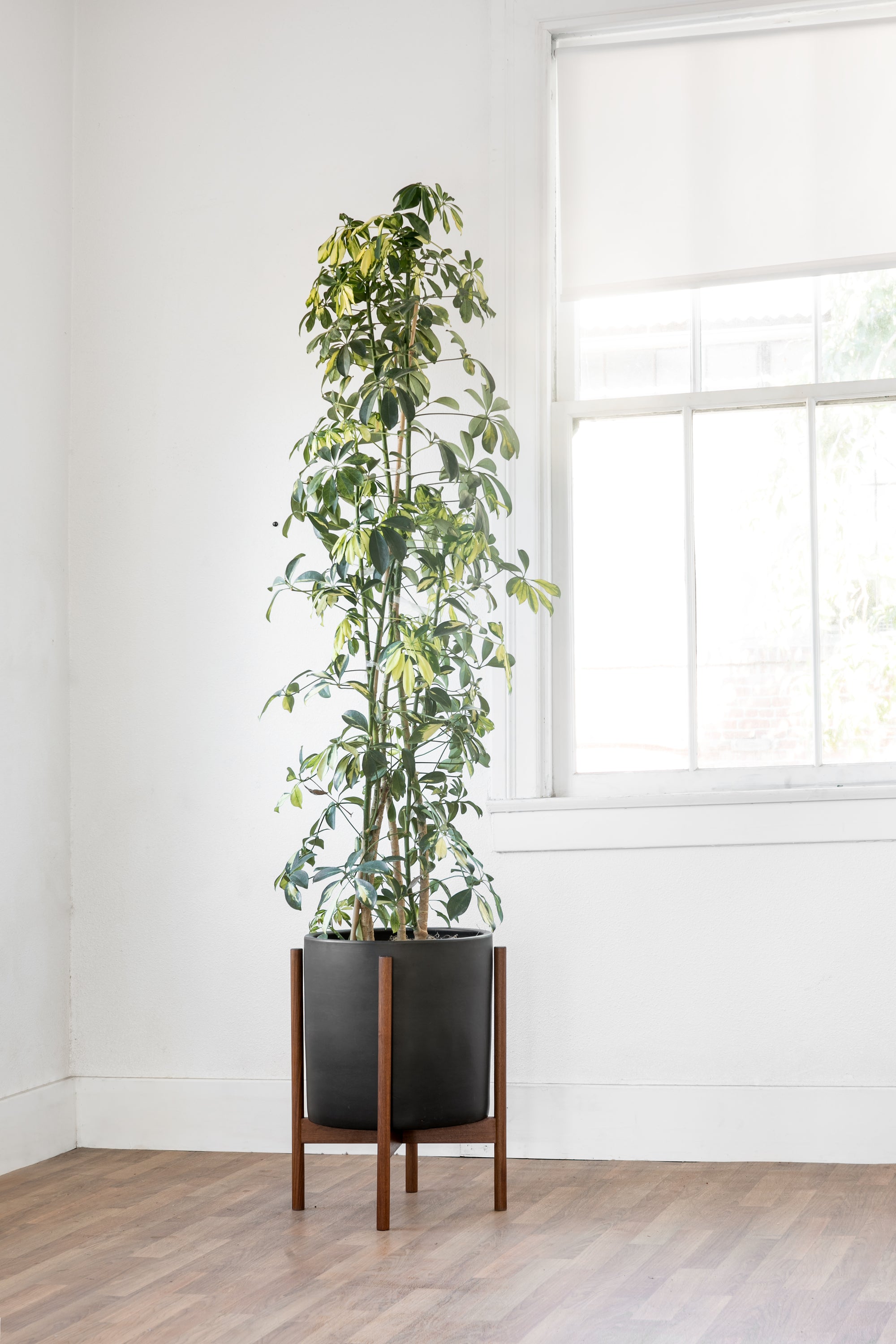 Cylinder Planter