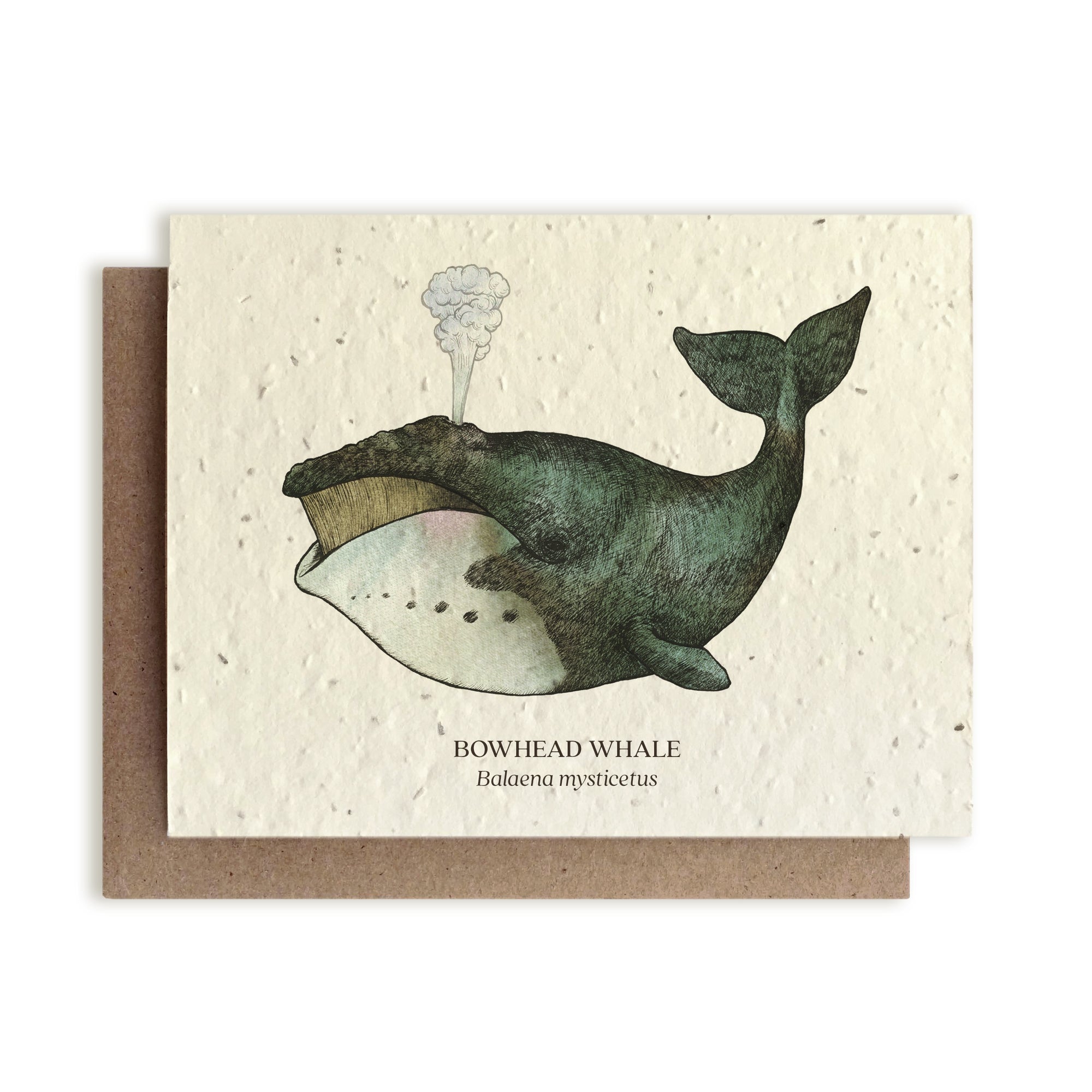 Bowhead Whale Card