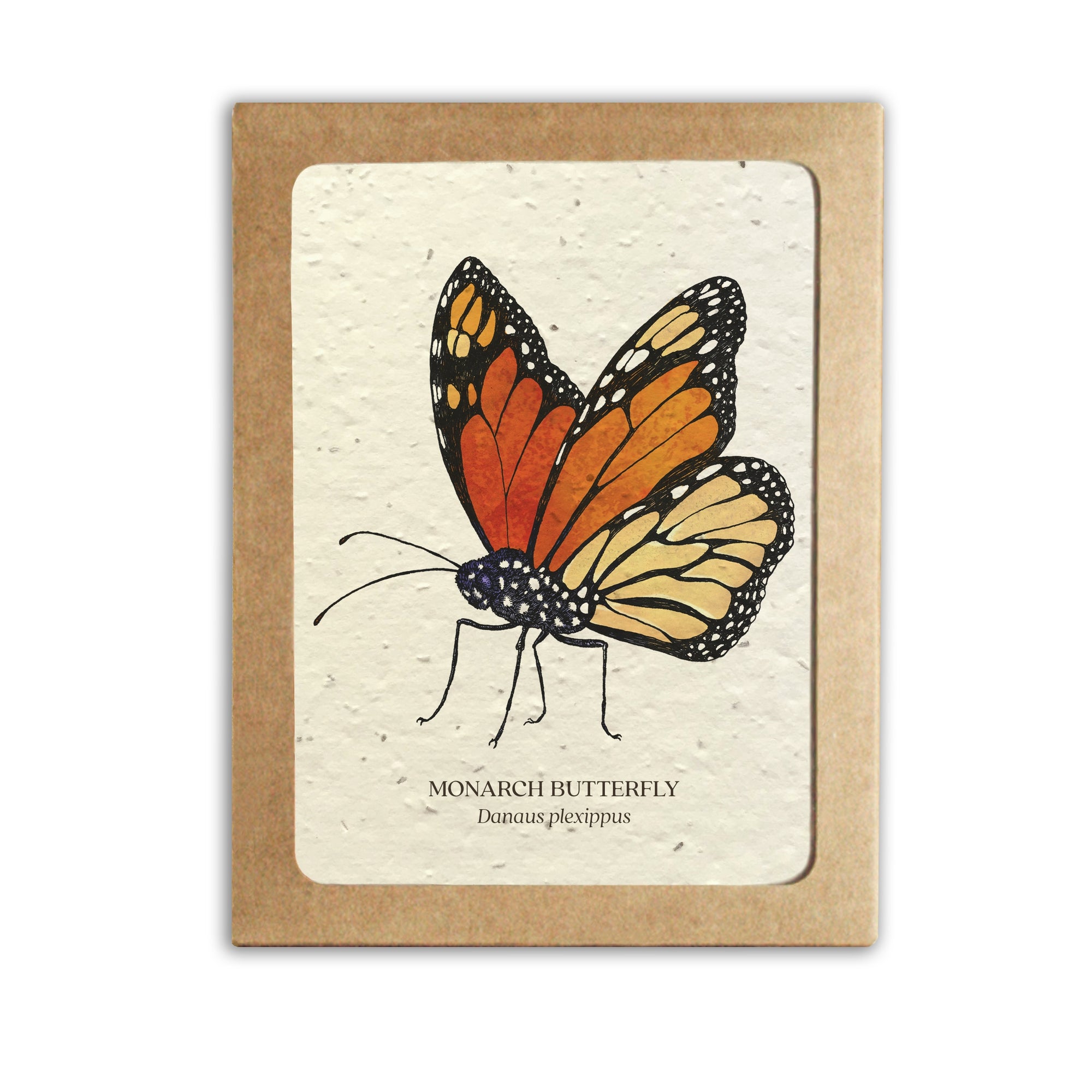 Insect Card Set – Diameter Plants