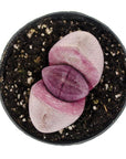 Pleiospilos nelii (Split Rock)