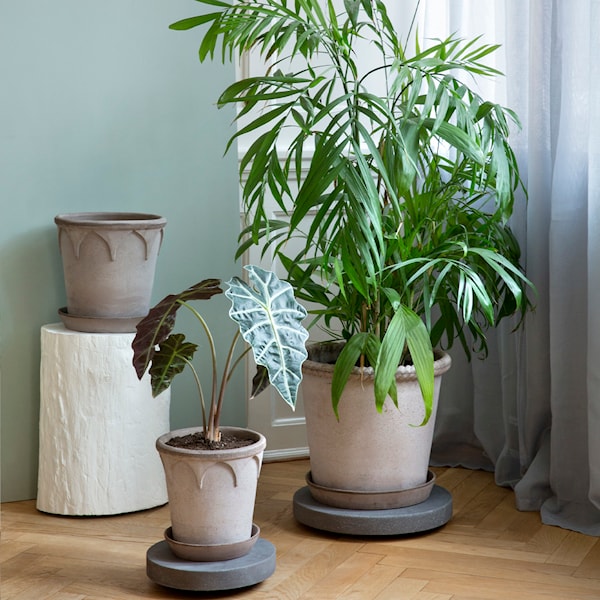 Rolling Stone Trolley - Thumbnail 3