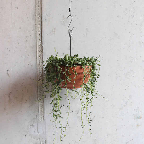 Bolty Hanging Planter System